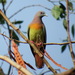 Pink-necked Green-Pigeon - Photo (c) benjamynweil, some rights reserved (CC BY-NC), uploaded by benjamynweil