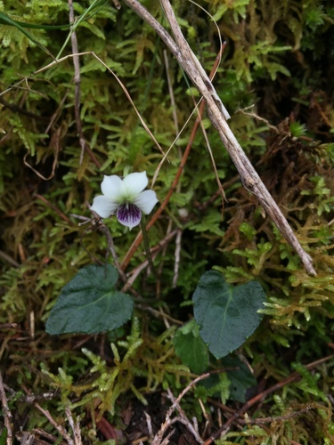 Viola kjellbergii observed 2016-03-08