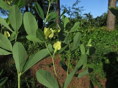 Baptisia nuttalliana
