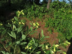 Baptisia nuttalliana