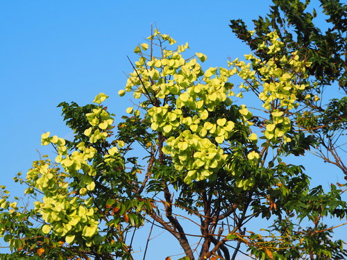 Koelreuteria elegans