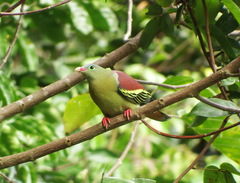 Treron curvirostra