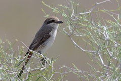 Lanius phoenicuroides
