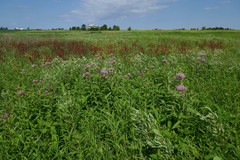 Rumex altissimus