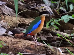 Pitta moluccensis