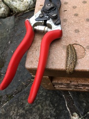 Geomalacus maculosus