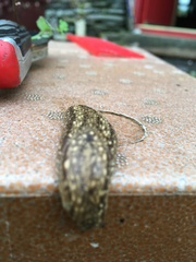 Geomalacus maculosus