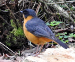 Cossypha dichroa dichroa