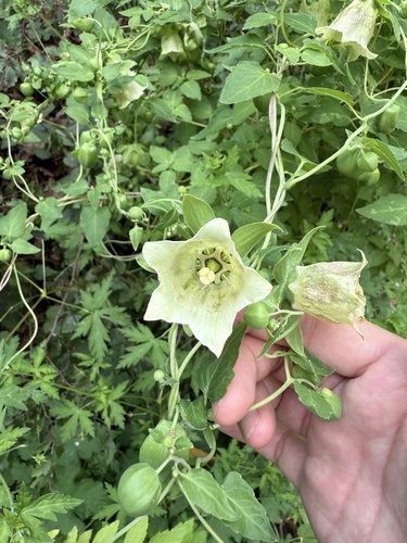 Bellflower (Codonopsis pilosula)