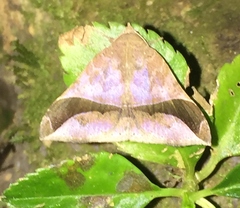 Ophisma diatonica