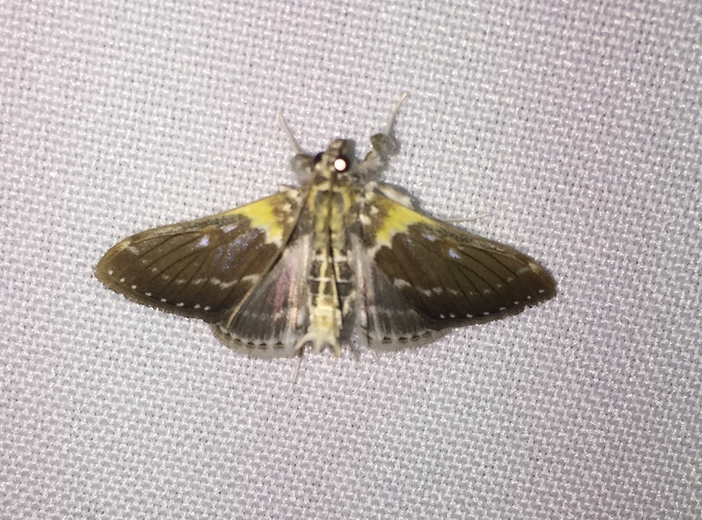 Apilocrocis excelsalis
