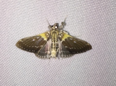 Apilocrocis excelsalis