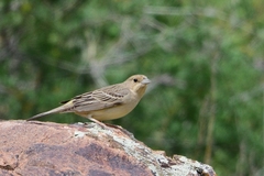 Emberiza bruniceps