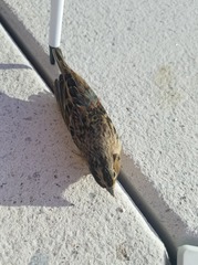 Ammodramus savannarum