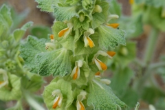 Phlomoides isochila