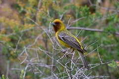 Emberiza bruniceps