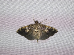 Pantographa expansalis