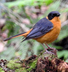 Cossypha dichroa dichroa