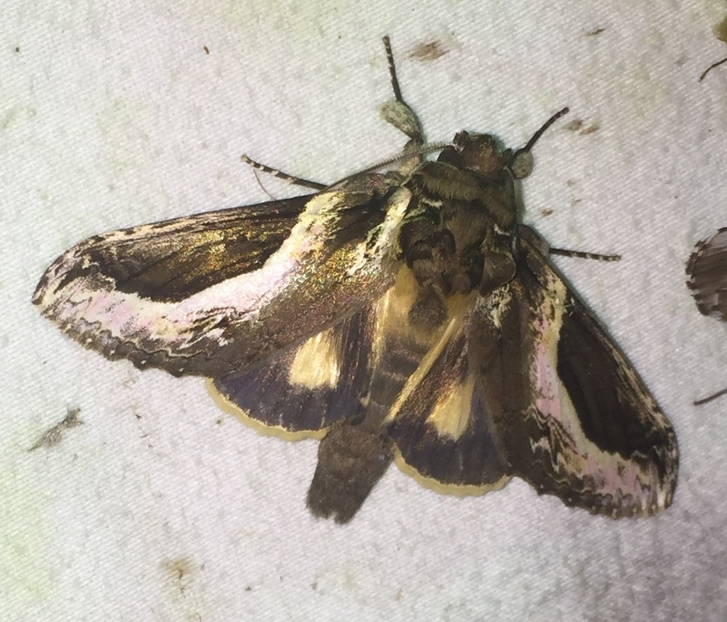 Rhuda focula