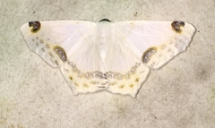 Sericoptera
