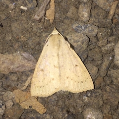 Scolecocampa