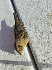 Ammodramus savannarum