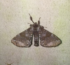 Apatelodes albipunctata