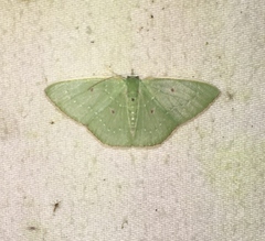 Lissochlora