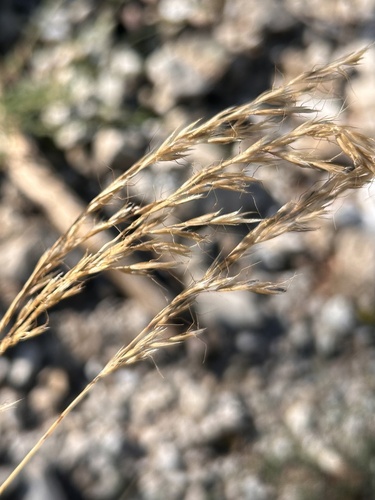 Trisetum alpestre, 2025-08-17
