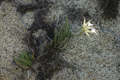 Brassavola