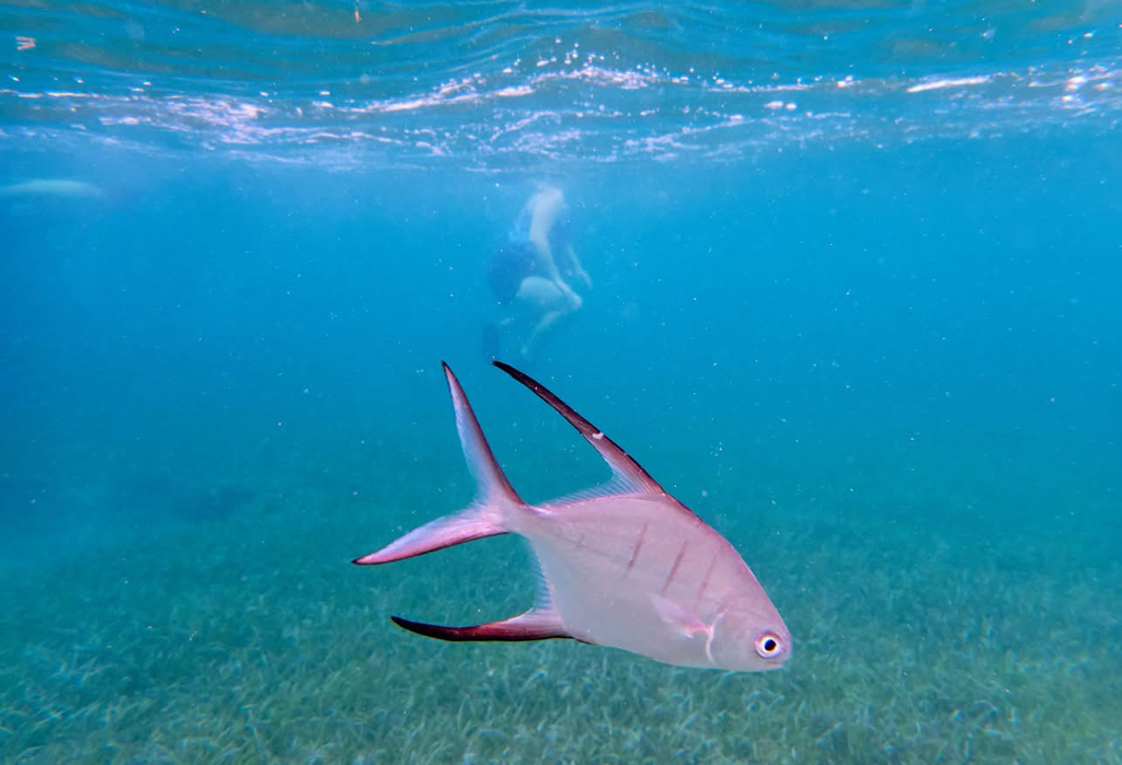 Banner pompano (Trachinotus goodei) — Carangidae