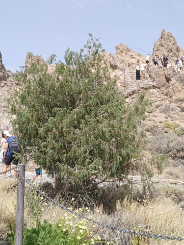 Juniperus cedrus, photograph 3