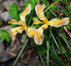 Iris innominata