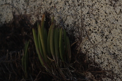 Brassavola
