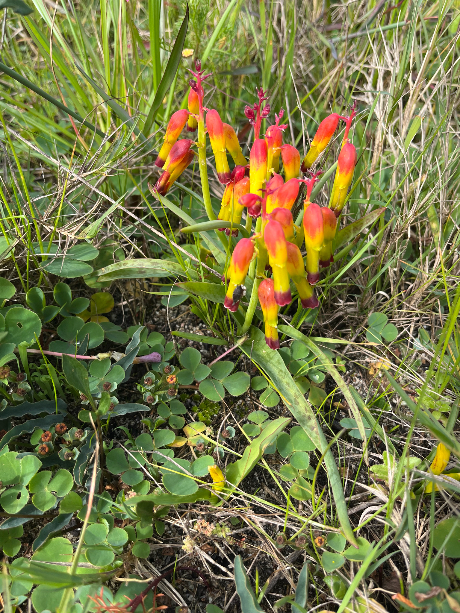 Fourtone Viooltjie (Lachenalia quadricolor) · iNaturalist