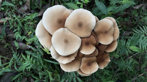 Cyclocybe cylindracea