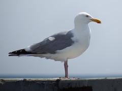 Larus argentatus image