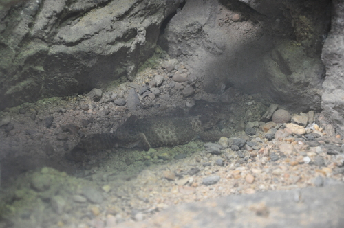 Northern banded knob-tailed gecko, Nephrurus cinctus