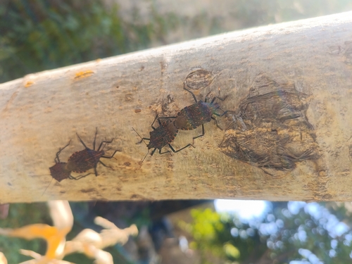 Almond Stink Bug