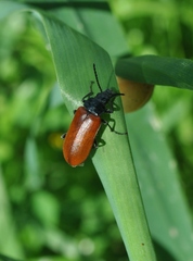 Omophlus syriacus