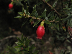 Disterigma empetrifolium