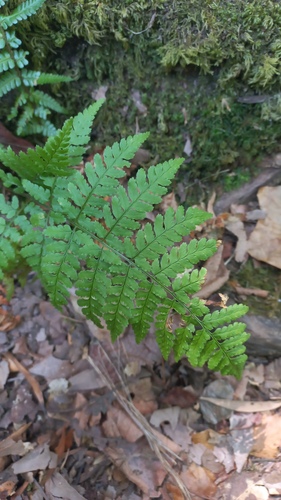 Dryopteris guanchica, photograph 3