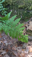 Dryopteris guanchica, photograph (c) frangp, some rights reserved (CC BY)