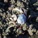 Mictyris brevidactylus - Photo no rights reserved, uploaded by 葉子