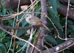 Phacellodomus sibilatrix