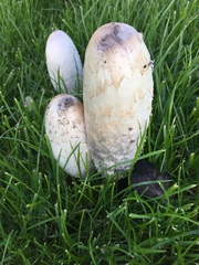 Coprinus comatus