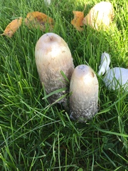 Coprinus comatus