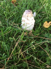 Coprinus comatus