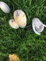 Coprinus comatus
