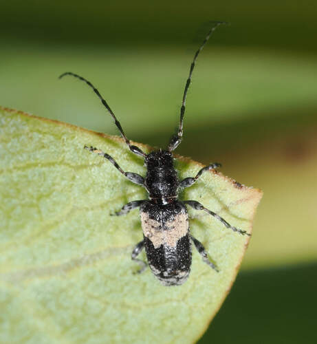 Pogonocherus pictus